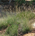 Blue Grama (Bouteloua gracilis)