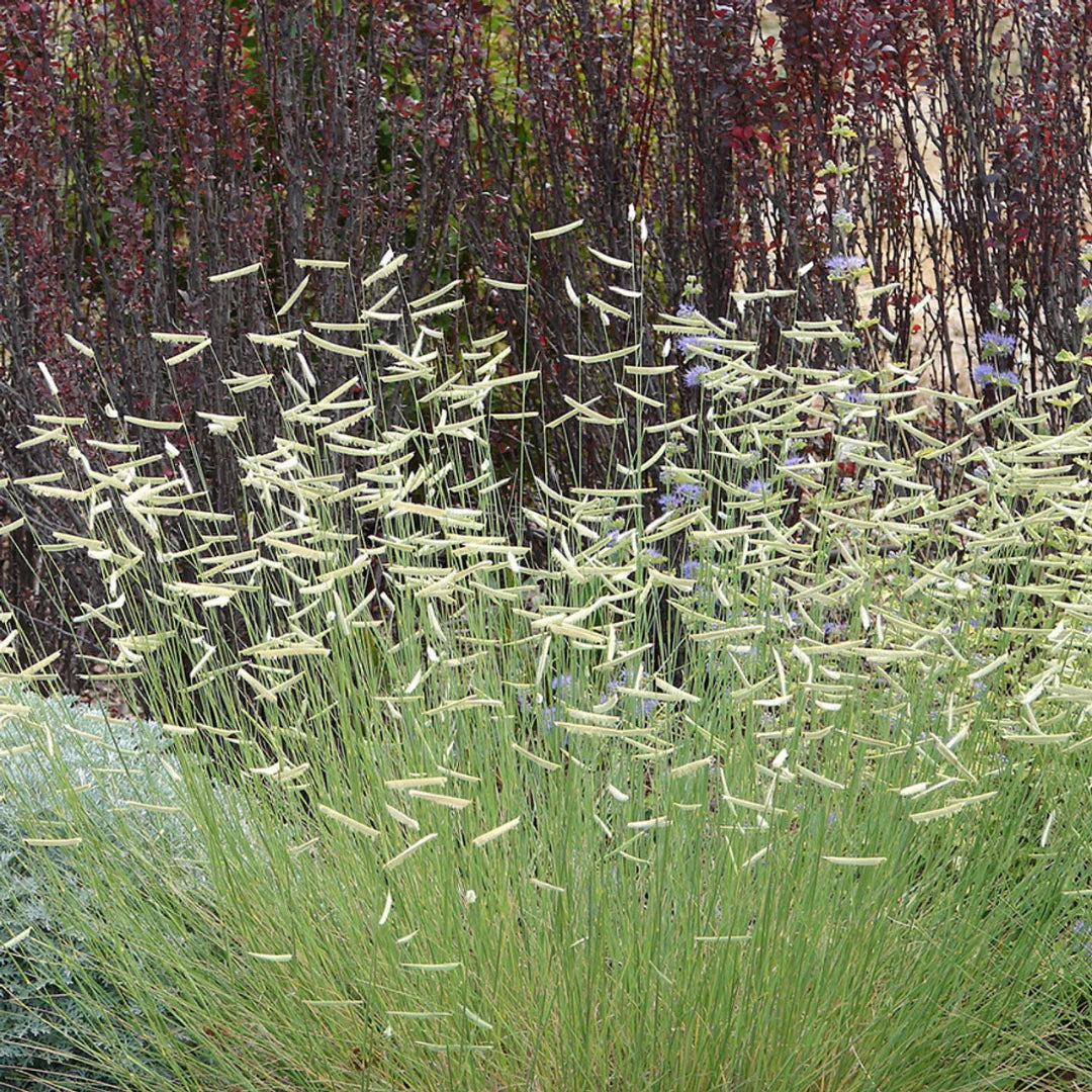 Blue Grama (Bouteloua gracilis)