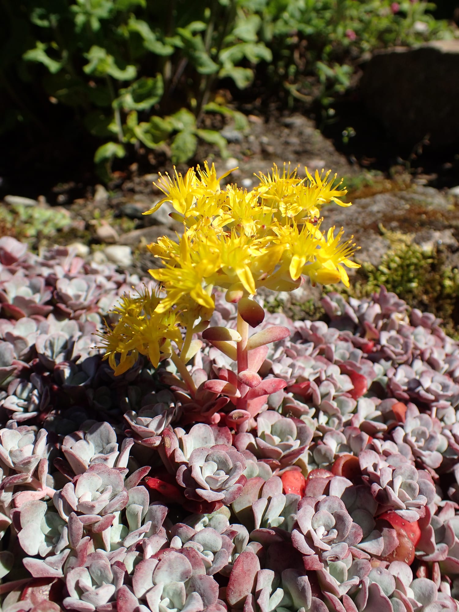 Broad-leaved Stonecrop (Sedum spathulifolium)