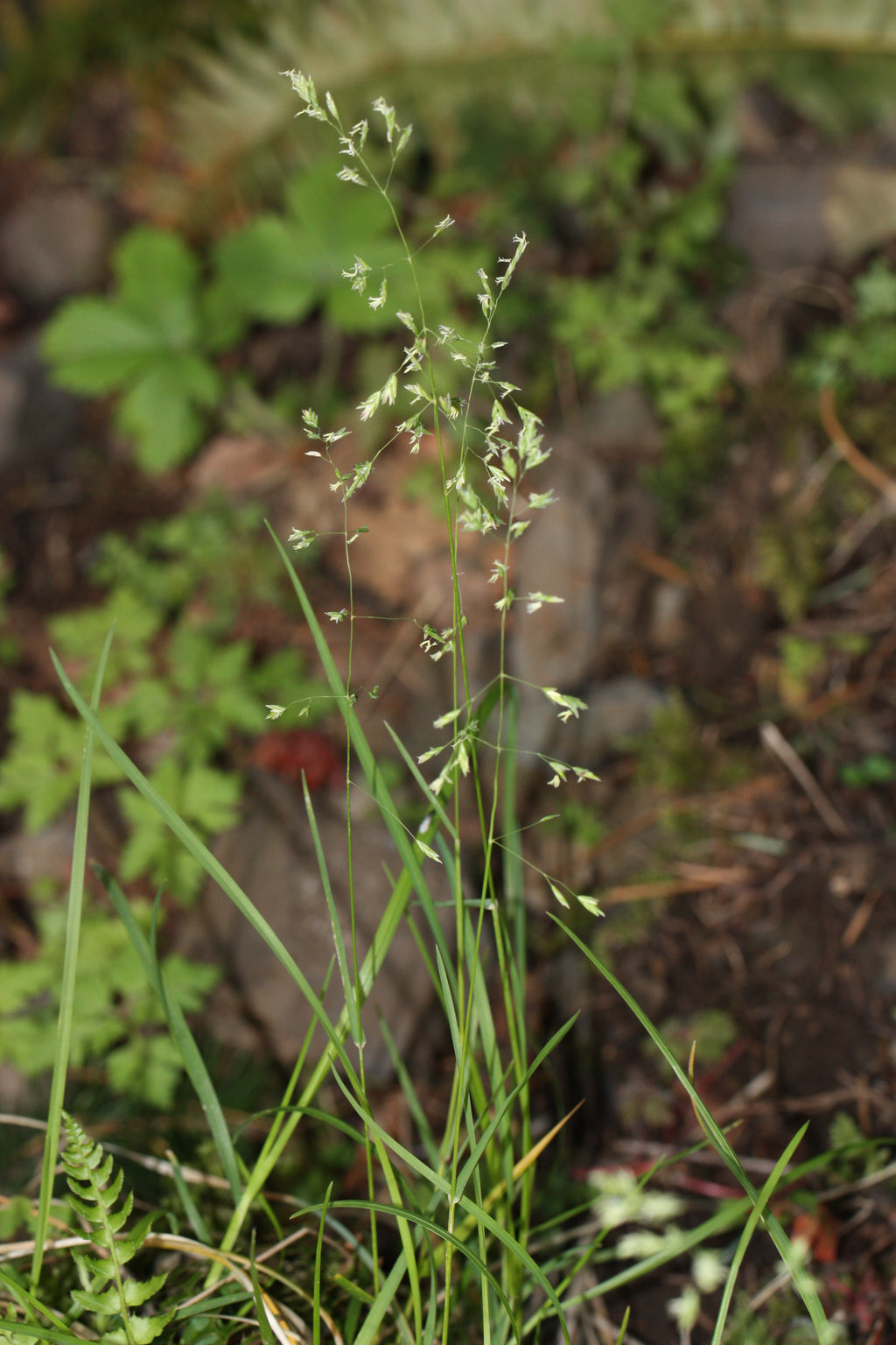 Alaska Brome (Bromus sitchensis)