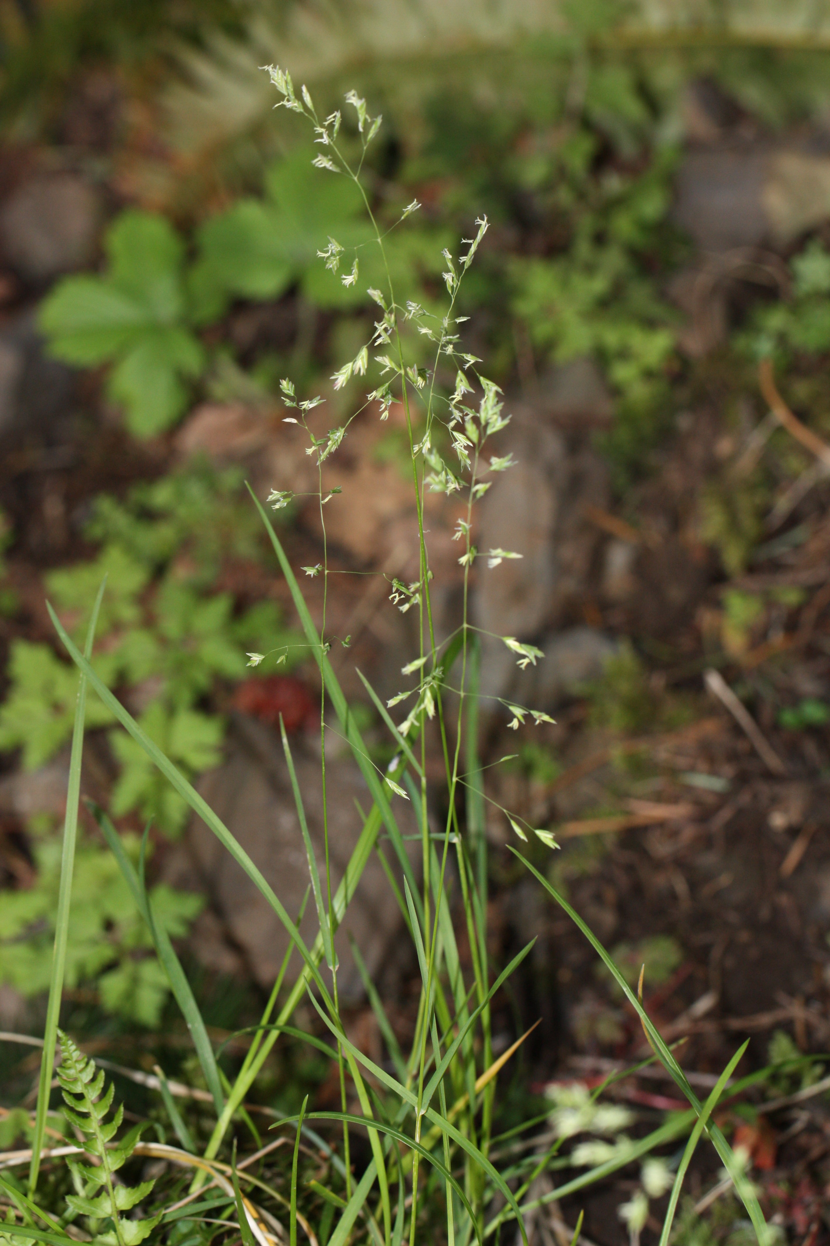 Alaska Brome (Bromus sitchensis)