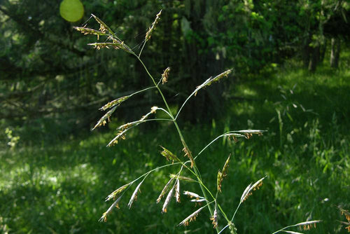 Alaska Brome (Bromus sitchensis)