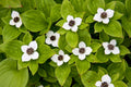 Bunchberry (Cornus canadensis)