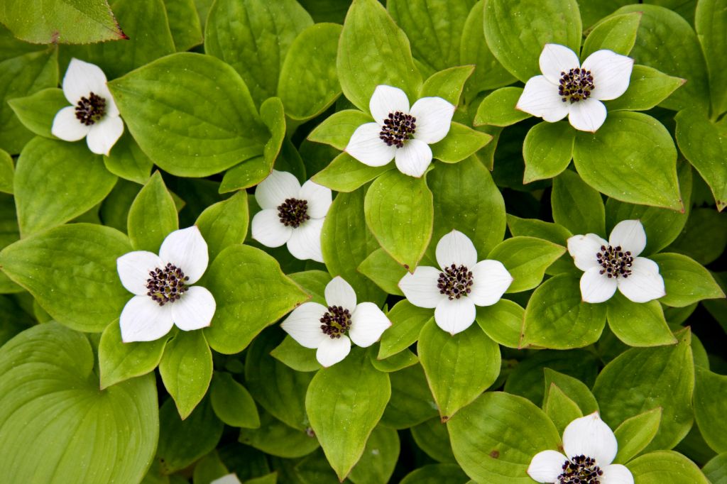 Bunchberry (Cornus canadensis)