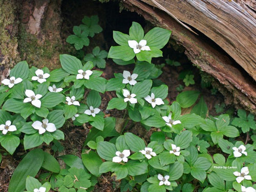 Bunchberry (Cornus canadensis)