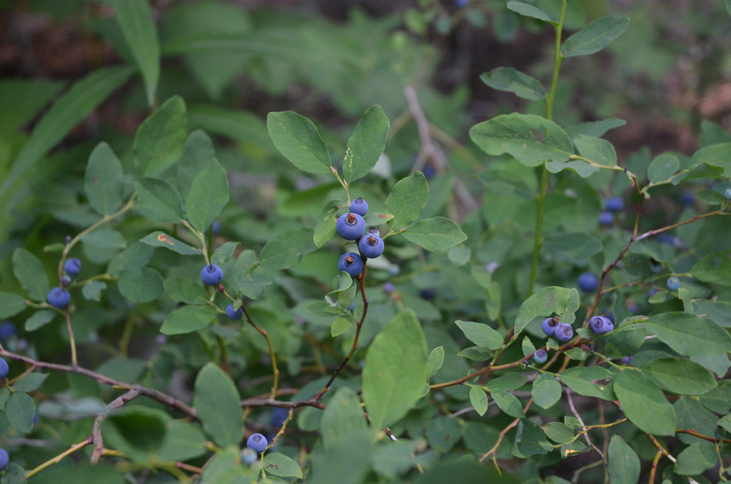 Oval-leaved Bilberry (Vaccinium ovalifolium)