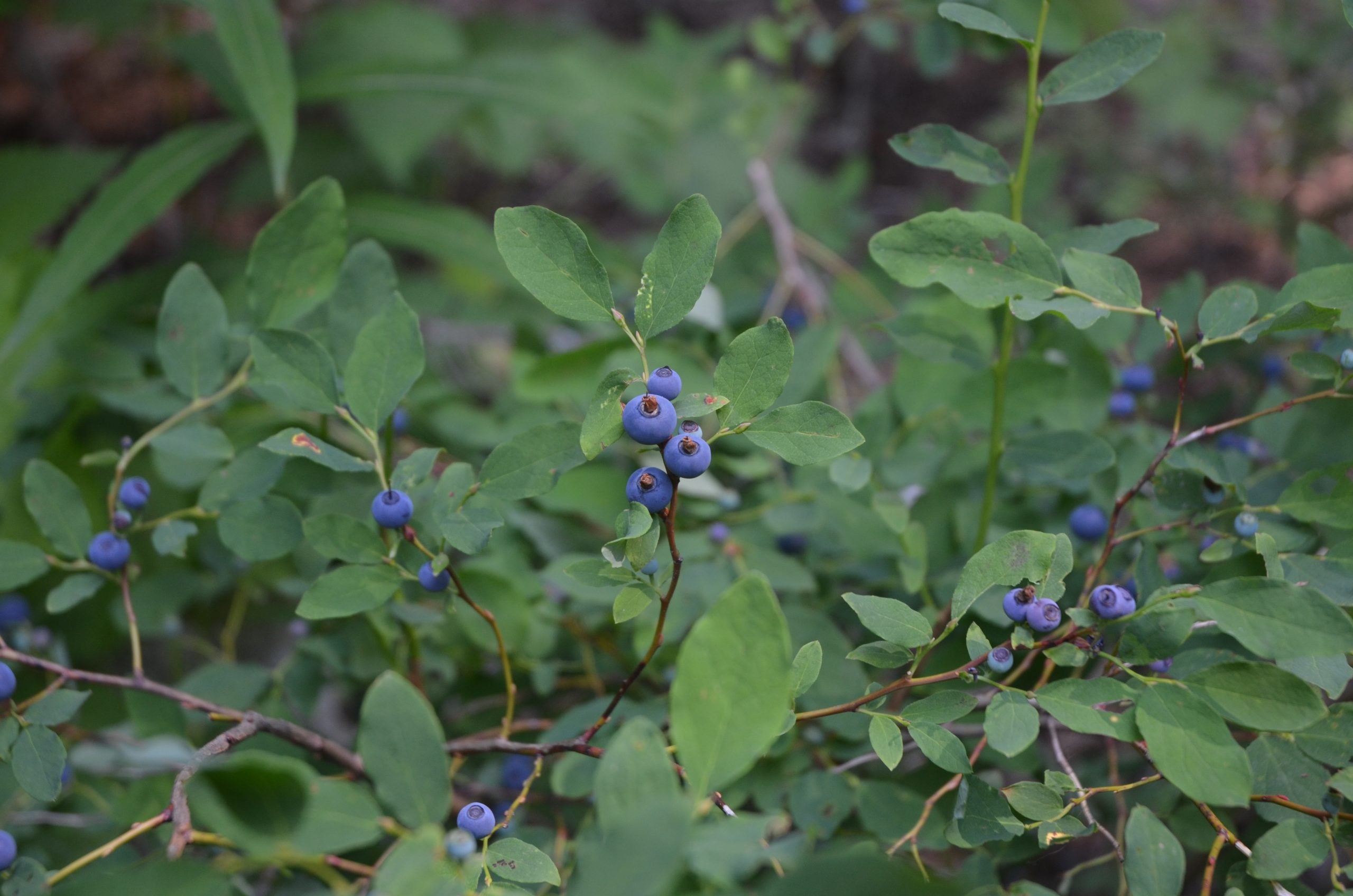 Oval-leaved Bilberry (Vaccinium ovalifolium)