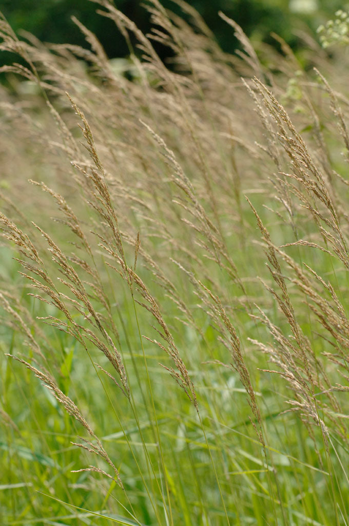 Bluejoint Reedgrass (Calamagrostis canadensis)