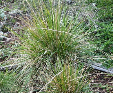 Nootka Reed Grass (Calamagrostis nutkaensis)