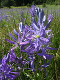 Camas (Camassia quamash)