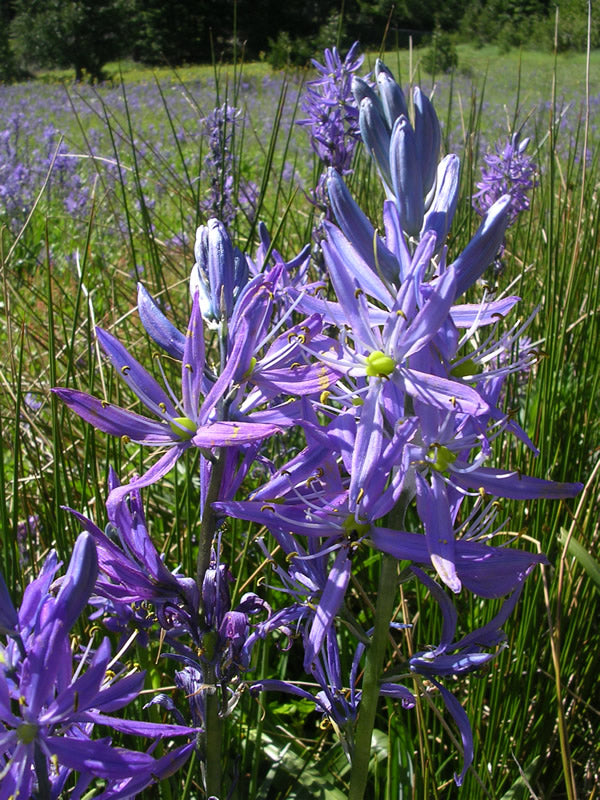 Camas (Camassia quamash)