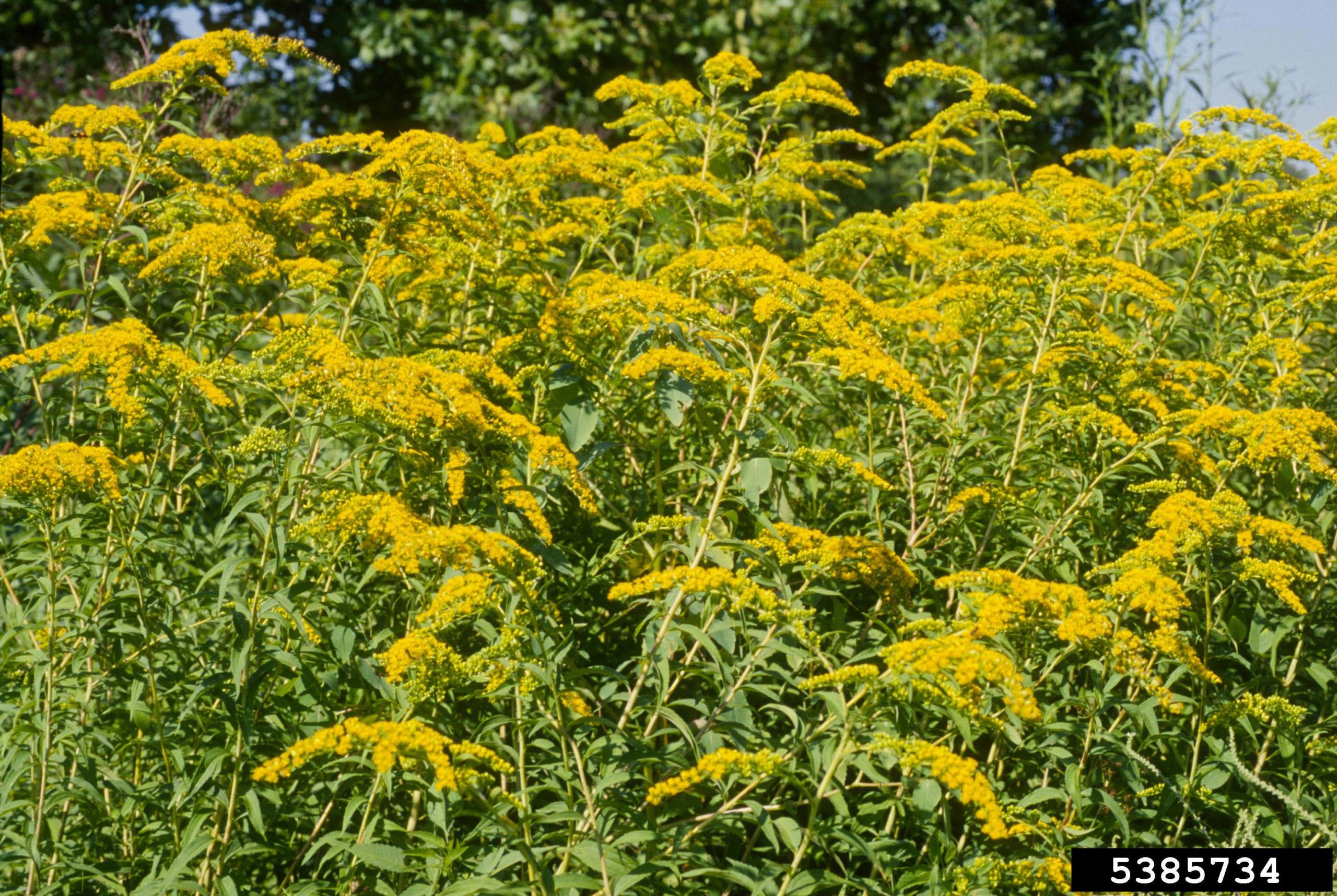 Canada Goldenrod (Solidago canadensis)