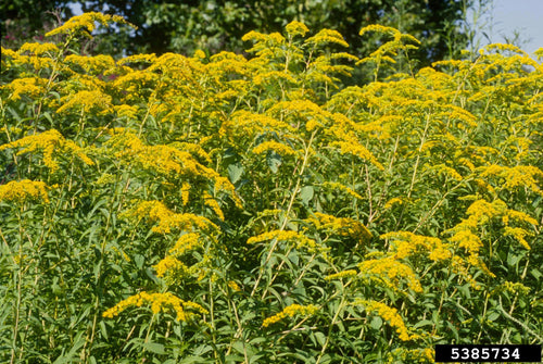 Canada Goldenrod (Solidago canadensis)