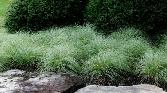 Sedges (Carex spp.)