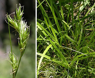 Dewey's Sedge (Carex deweyana)