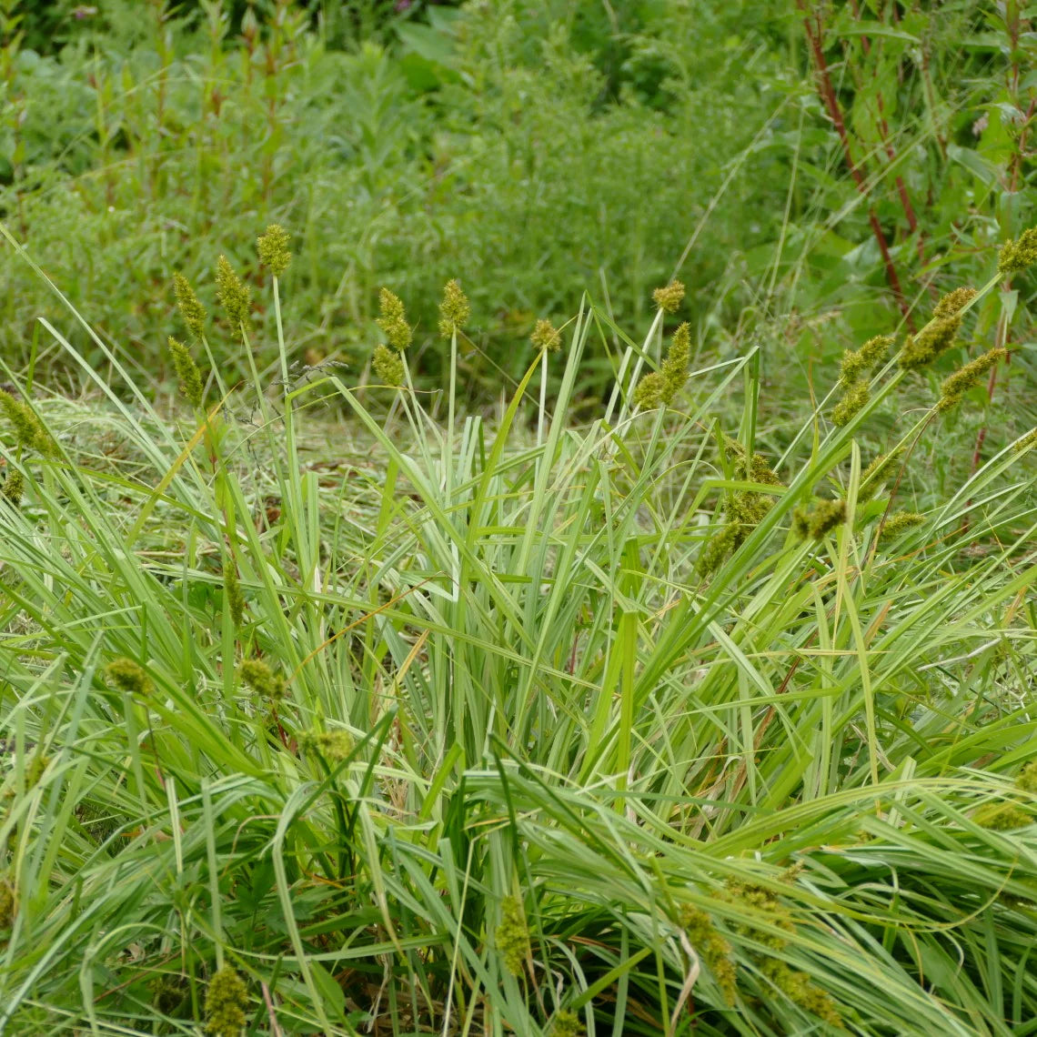 Sedges (Carex spp.)