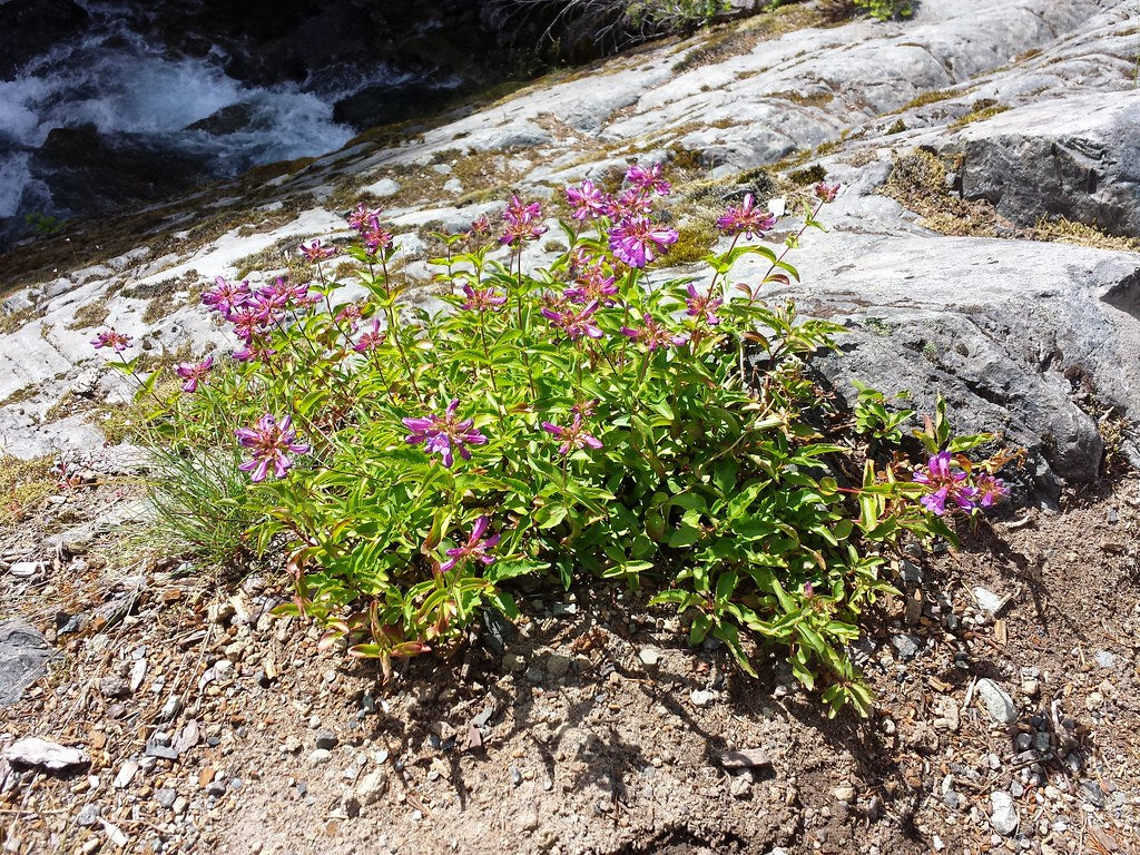 Cascade penstemon (Penstemon serrulatus)