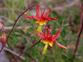 Red Columbine (Aquilegia Formosa)