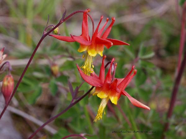 Red Columbine (Aquilegia Formosa)