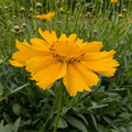 Coreopsis (Coreopsis lanceolata)