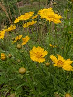 Coreopsis (Coreopsis lanceolata)