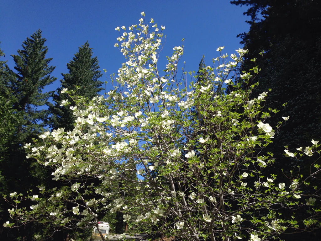 Pacific Dogwood (Cornus nuttallii)