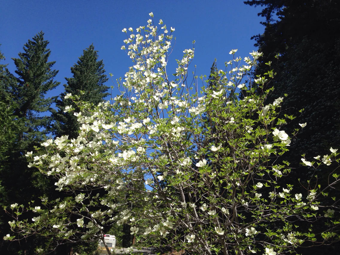 Pacific Dogwood (Cornus nuttallii)