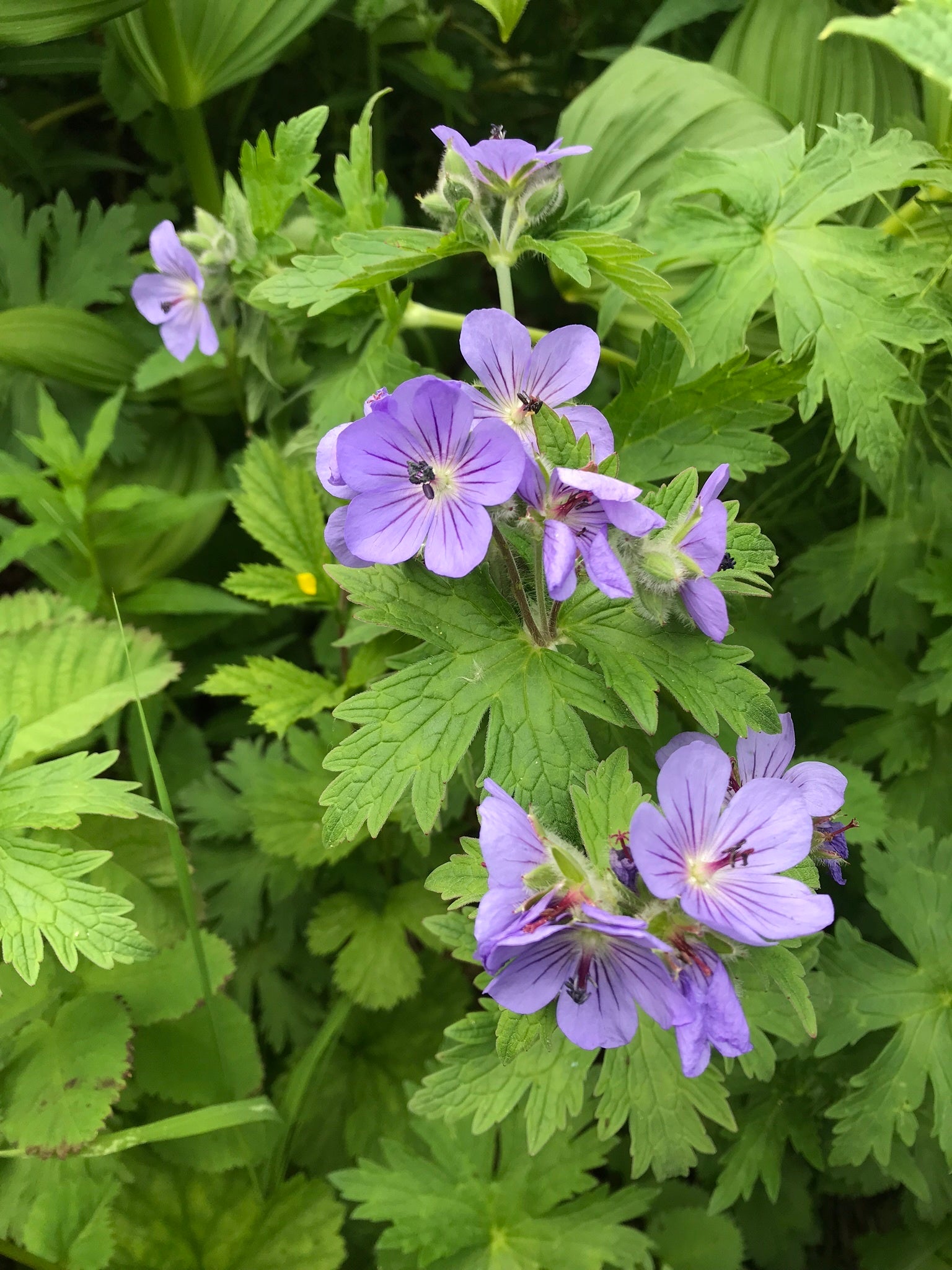 Cranesbill Geranium (Geranium sp.)