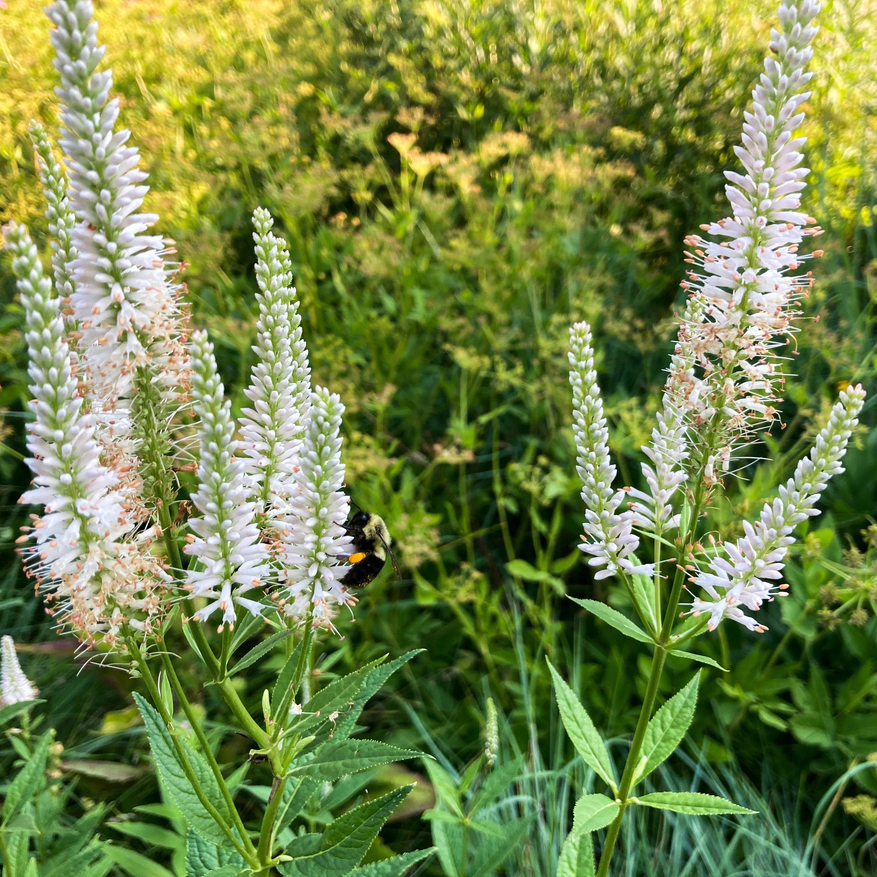 Culver's root (Veronicastrum virginicum)