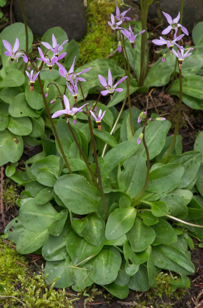 Shooting Star (Dodecatheon hendersonii)