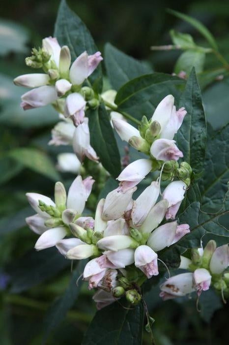 Turtlehead (Chelone glabra)