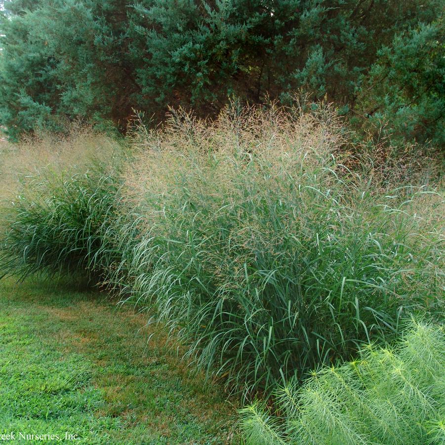 Switchgrass (Panicum virgatum)