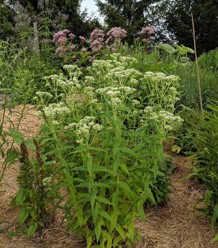 Boneset (Eupatorium perfoliatum)