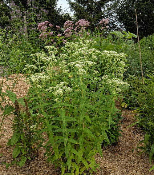 Boneset (Eupatorium perfoliatum)