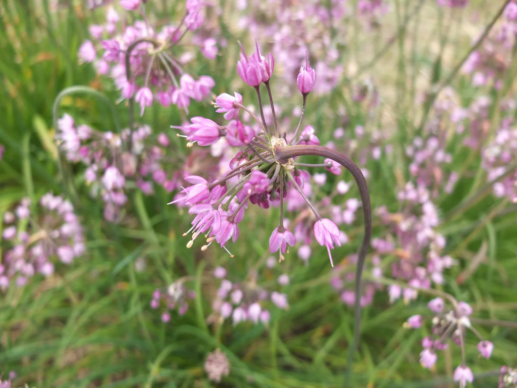 Nodding Onion (Allium cernuum)
