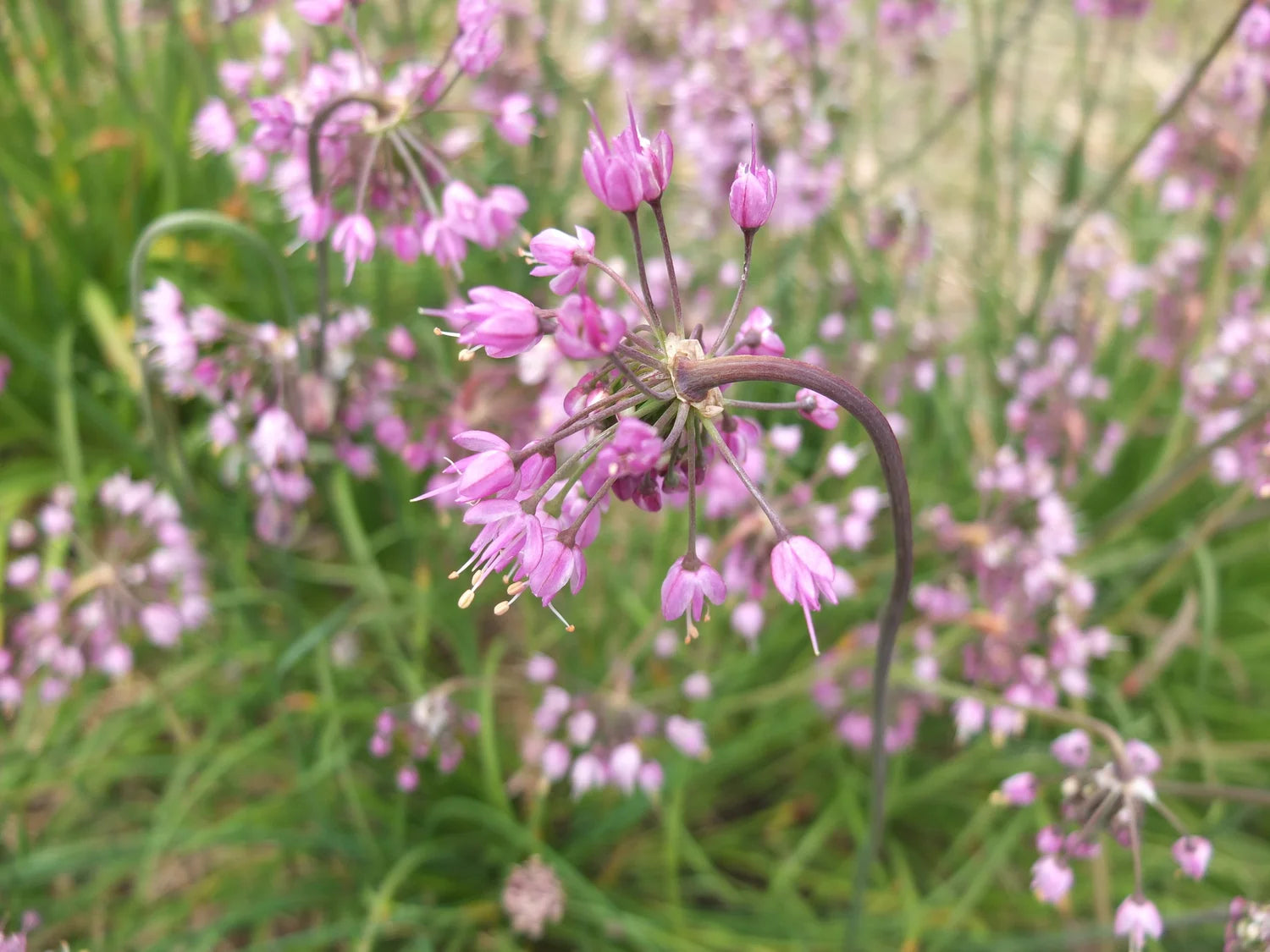 Nodding Onion (Allium cernuum)