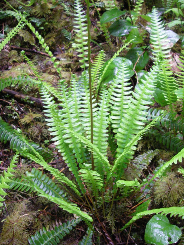 Deer Fern (Struthiopteris spicant)