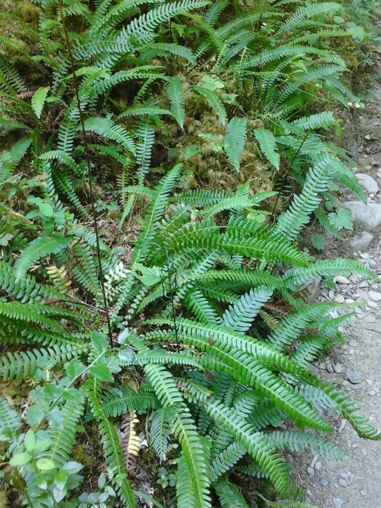 Deer Fern (Struthiopteris spicant)