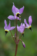 Shooting Star (Dodecatheon hendersonii)