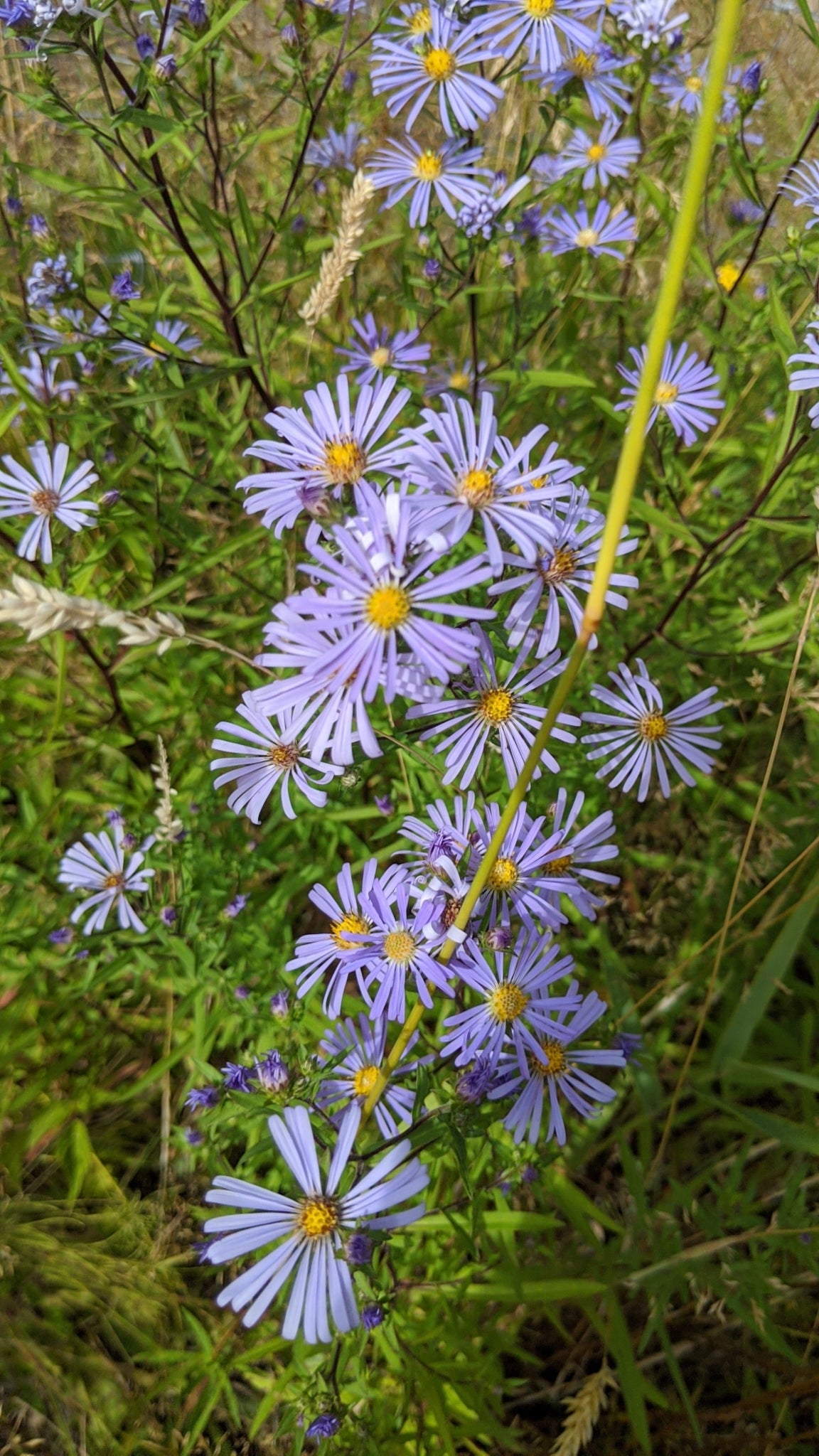 Douglas Aster (Symphyotrichum subspicatum)