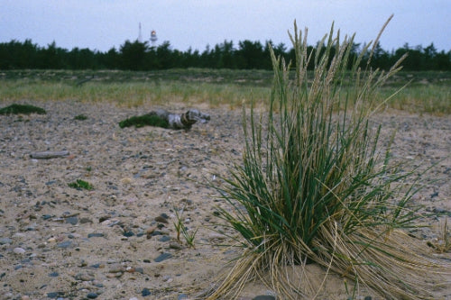 Dune Wildrye (Elymus mollis)