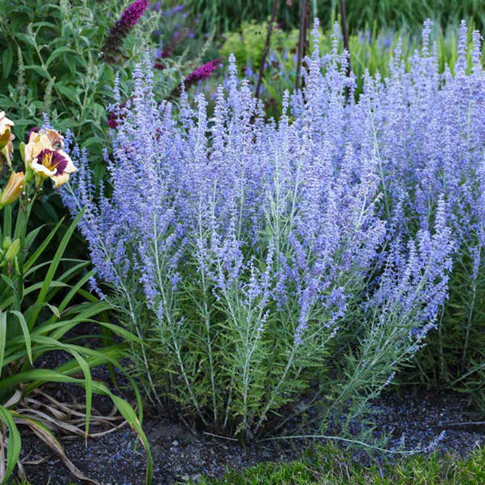 Russian Sage (Perovskia atriplicifolia / Salvia yangii)