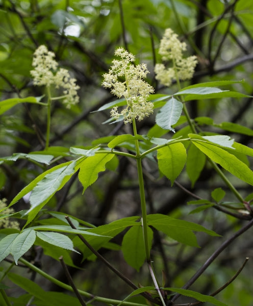 Red Elderberry (Sambucus racemosa var. arborescens)