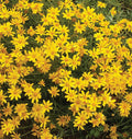 Woolly Sunflower (Eriophyllum lanatum)