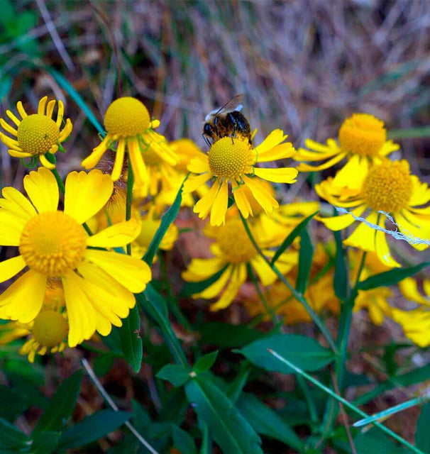 Autumn Sneezeweed (Helenium autumnale)