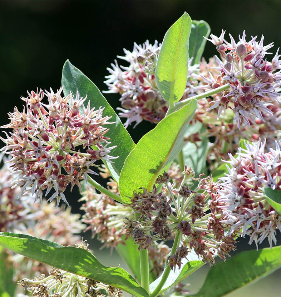 Showy Milkweed (Asclepias speciosa)
