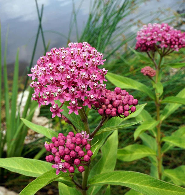 Swamp Milkweed (Asclepias incarnata)
