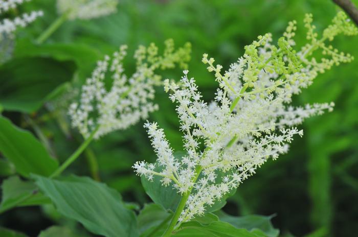 False Solomon’s-seal (Maianthemum racemosum)