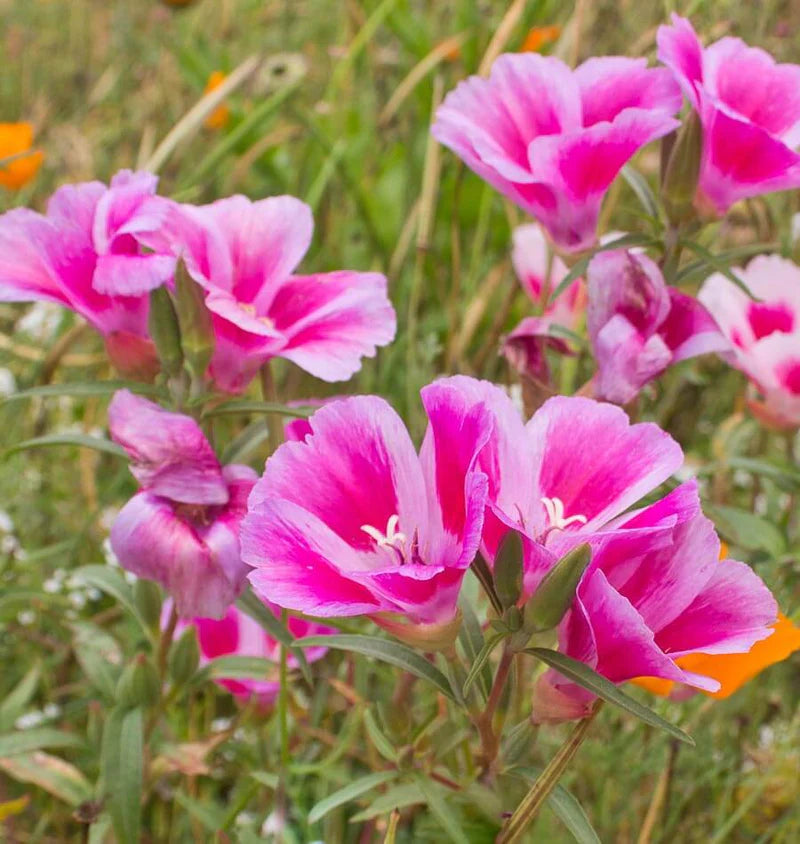 Dwarf Godetia aka Farewell-to-Spring (Clarkia amoena)