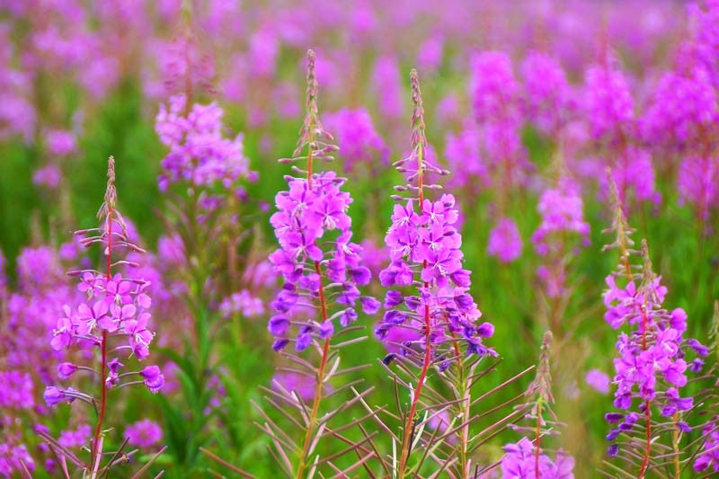 Fireweed (Chamerion angustifolium)